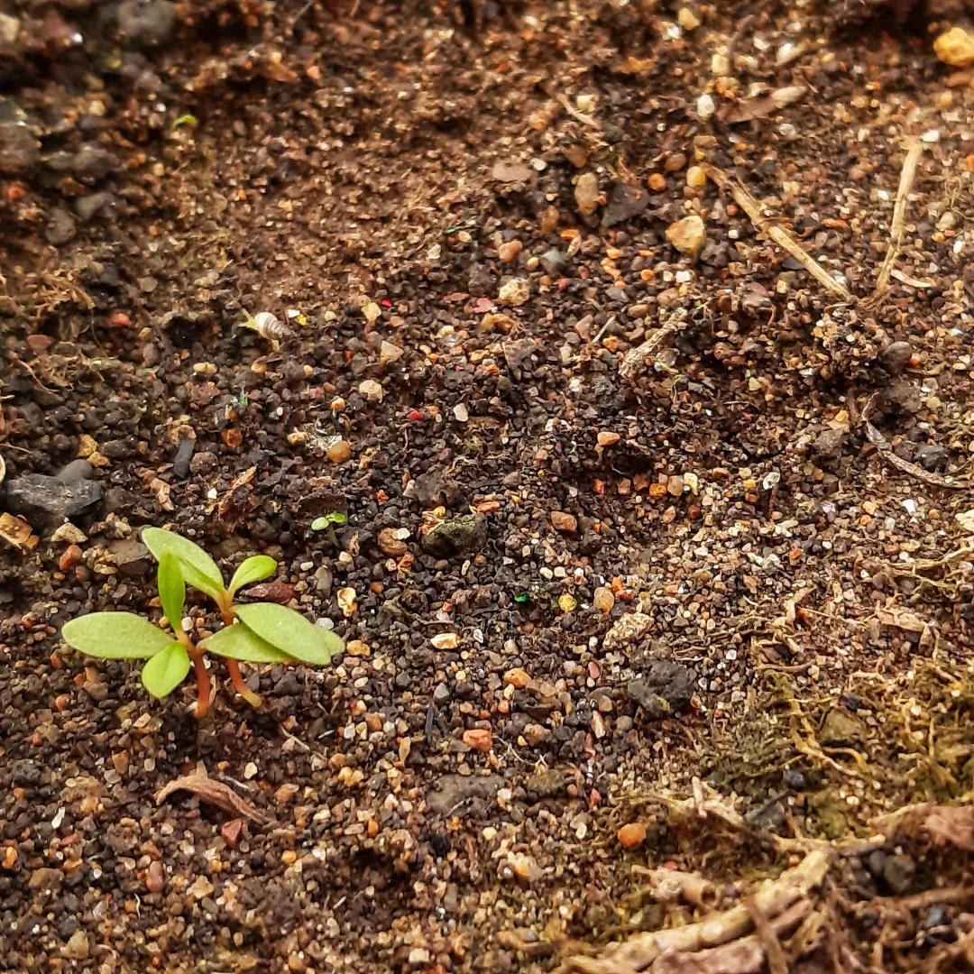 New green growth emerging from healthy Virginia soil
