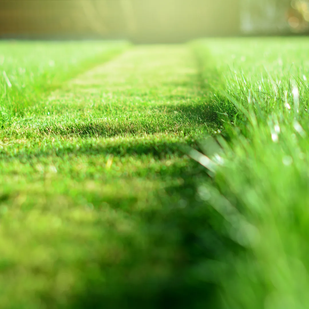 Sorensen lawn treatment being applied to green turf