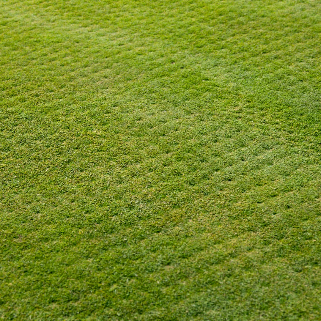 Lawn after aeration and seeding
