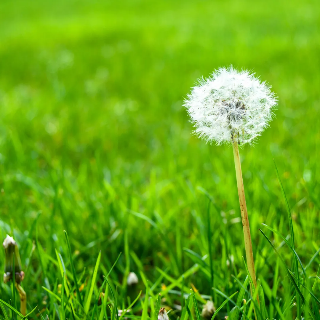 A dandelion standing above a Virginia lawn before weed control