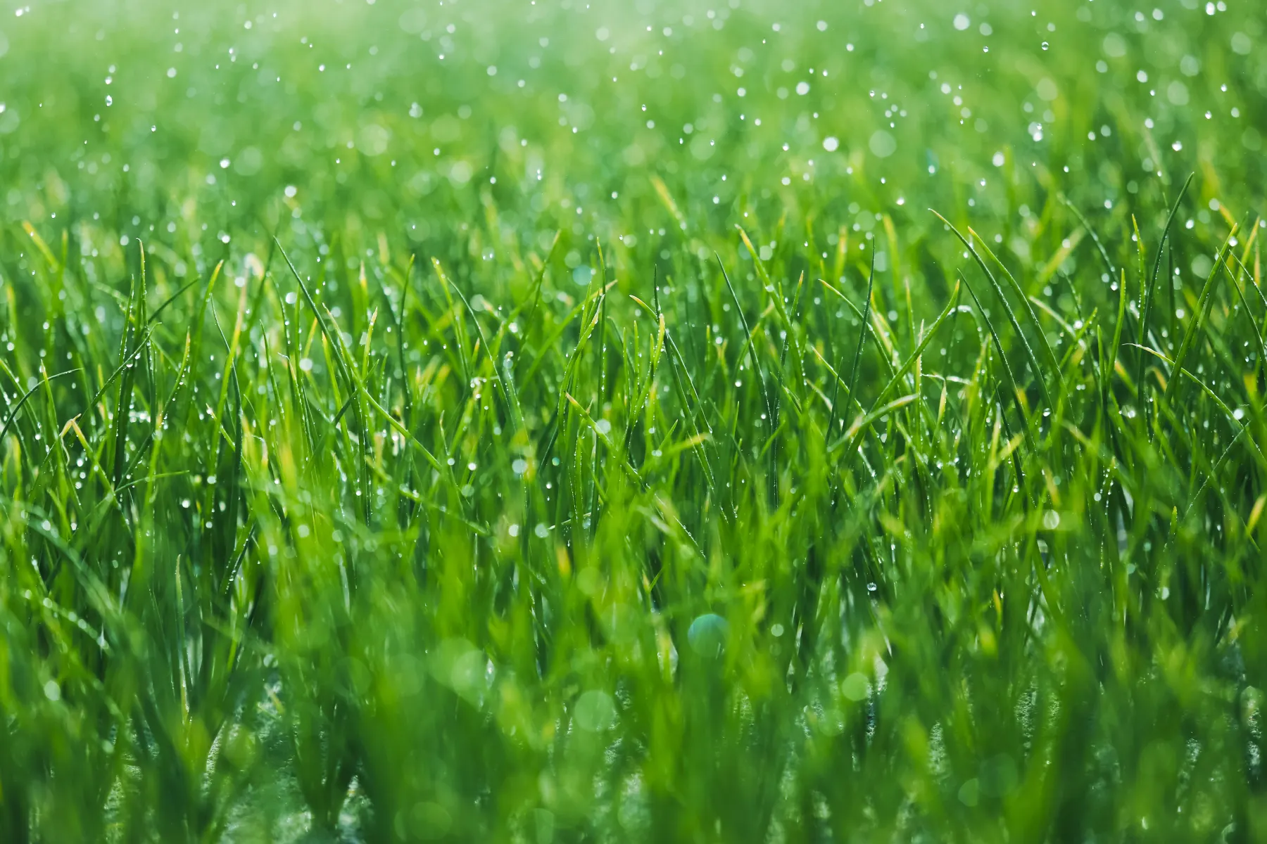 Healthy tall fescue grass receiving morning water