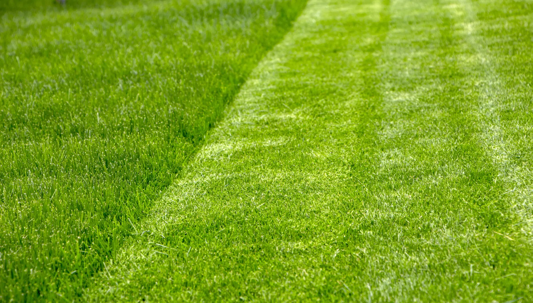 Healthy close-up turf